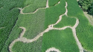 Luftbild Labyrinth 2026